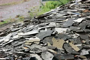 oil shale from messel pit in germany